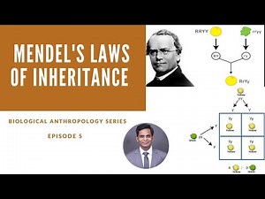 Mendel's laws of Inheritance - Biological Anthropology