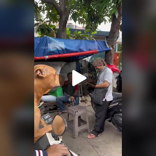 Dog Close-Up: Medium-Sized Breed in Urban Environment