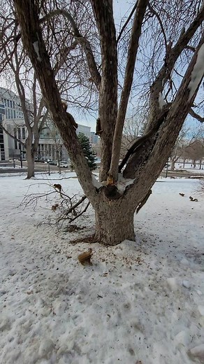 840 reactions · 44 comments | 15 Squirrels in this tree on the Colorado State Capitol grounds here in Denver. #Squirrels #squirrel #squirrellife #colorado #denver #denvercolorado #wildlife | Mario Lorentz | Facebook