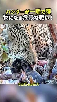 ハンターが一瞬で獲物になる危険な戦い！ #ヒョウ #ニシキヘビ #野生動物 #アフリカの生態系 #動物の戦い