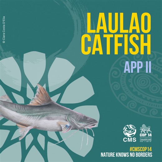 Brazil and Panama propose the Laulao Catfish for inclusion in App II at #CMSCOP14. Although considered #LeastConcern, overfishing, deforestation, mining and dams may hinder its long migration in the Amazon river and thus their survival. https://www.cms.int/en/document/proposal-inclusion-laulao-catfish-or-piramuta-brachyplatystoma-vaillantii-appendix-ii | Convention on Migratory Species