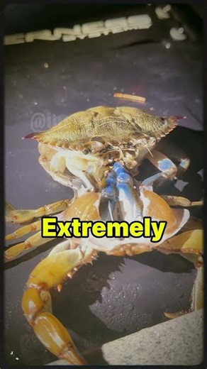 Nature’s Strangest Glow-Up: Crab Edition . #actingchallenge