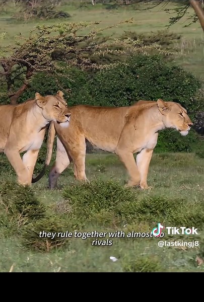 This female lion mating with the killer of her own cubs.#usa #fyp #animals #nature #tiktok