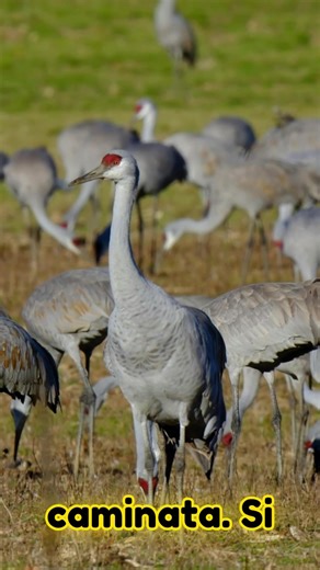 Una curiosidad de la grulla canadiense #reelsfacebook #Animals #reels #datoscuriosos | Curiosidades del mundo animal