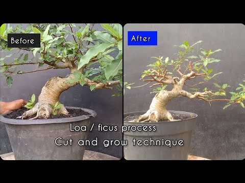 Making a ficus loa bonsai using the cutting technique part 1