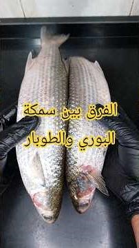 الفرق بين سمكة البوري والطوبار