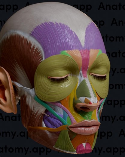 25K views · 149 reactions | Facial muscles are thin, flat skeletal muscles located just beneath the skin of the face and scalp. They control the movements of facial skin, allowing us to smile, frown, and express emotions. That’s why they’re also called the muscles of facial expression or mimetic muscles. Learn human anatomy fast at Anatomy.app!易 https://anatomy.app #anatomy #medschool #medstudent | Anatomy.app | Facebook