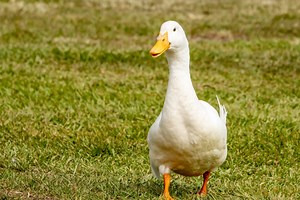 Adorable Duck Learning to Use Wheelchair Is a True Dose of Sunshine