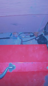 Never know where we’ll find these guys. | Crustacean Plantation