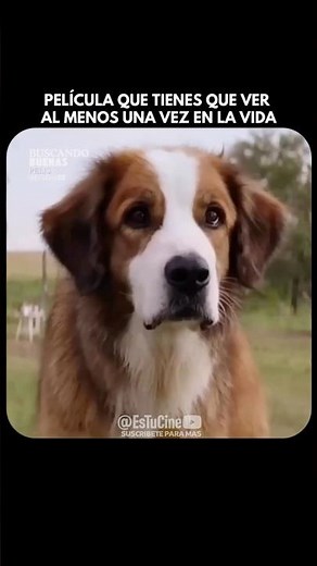Nombre: La razón de estar contigo (A Dog’s Purpose) (2017) #peliculas #cineyseries #series #pelicula