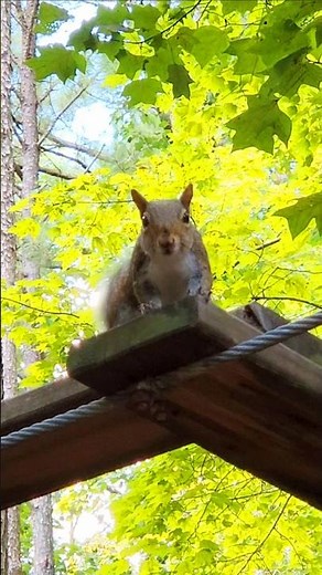 Squirrel Tries Obstacle Course #jump #squirrel #wildlife