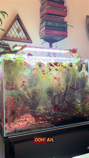 The Wet Woods (@the.wet.woods)’s videos with Underwater World - Carlos Carty