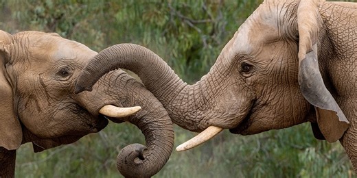 Why the San Diego Zoo is the ultimate in feel-good fun