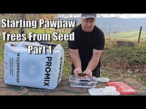 How to Grow Pawpaw Trees from Seed / Cold Stratification & Germinating Seed - Part 1
