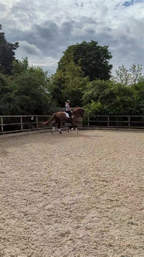 13K views · 733 reactions | 5 yr old Vogue training today. Just starting to play with the half-steps under saddle, quite excited to see how they develop 李 just such a awesome horse to ride Feedmark Fae Loudoun Photography Finesse Bridles Childeric UK Animals First POTTERS Animal Feed & Supplies Supreme Sport Horses | Darling Dressage | Facebook
