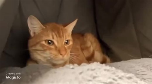 Urgent Rescue Needed for Greyson the Cat by 12/1/25