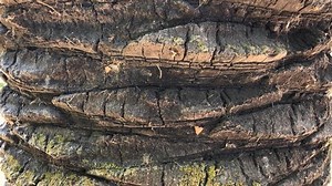 clip-1031078936-close-up-unique-textured-tree-bark