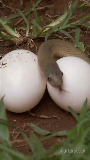 "Why Do Some Animals Eat Their Babies? | Filial Cannibalism Explained | Animal Facts"