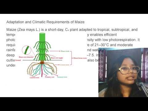 Maize Cultivation in One Video 🌽 | Varieties, Seed, Nutrients, Water & Weed Management