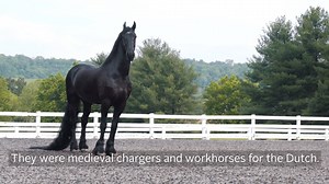 30K views · 547 reactions | In our newest Learning Center video, learn all about the Friesian breed from IFSHA FRIESIANS President Bruce Griffin of Griffin Sport Horses, LLC! Login or #JoinTheJoy to watch the full video and over 40 more in our library: https://www.usef.org/learning-center/videos/the-friesian-horse-2 | US Equestrian | Facebook