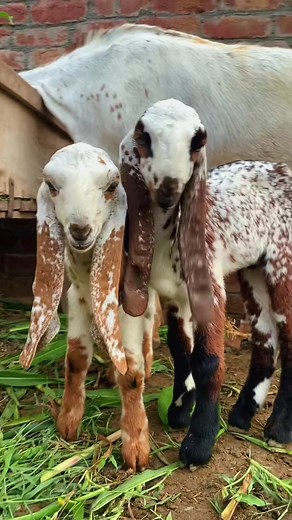 Adorable Goat Captured in Heartwarming Video