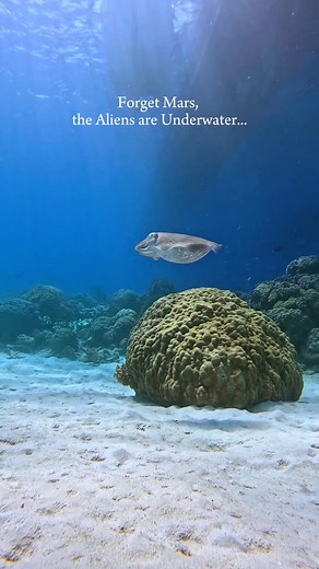 Our Alien Friends here on the Reef... Cuttlefish! Lately out on @passionsofparadise we have been seeing so many Cuttlefish, and we couldnt be happier! Their peaceful presence and mesmerising patterns are such a priviledge to be around and observe 🦑🐙 Looking to add ethical and magical wildlife encounters to your bucketlist? You cant miss @passionsofparadise , so book today and come live out your #Greatbarrierreef dreams! . . . . . #cuttlefish #ttnq #Queensland #lovethereef #Bestincairns #protec