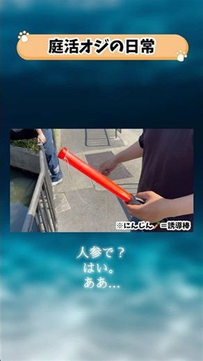 （庭活オジの日常）誘導棒の正しい使い方#メダカ #めだか #交通誘導