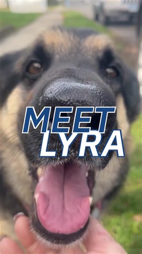 Stem Cell Therapy for German Shepherd with Torn ACL | Pet's Road to Recovery