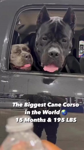 Powerful Protection Dogs: Cane Corso Breeds Explained
