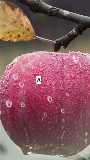 Best Foods to Rebuild Healthy Gums and Teeth