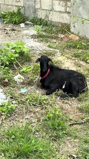 Goat Hanging Out on the Side of the Road