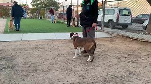 Botas Modificación de conducta (miedo) y obediencia basica en resguardo Solícita informes al 6623508757 o visita nuestra página web www.camiso.club APRENDE ADIESTRA Y DIVIÉRTETE | Camiso Club de Adiestramiento Canino | Facebook