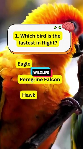 Test Your Knowledge with this Bird Quiz!