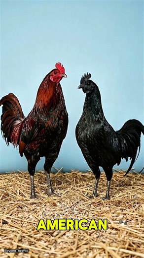 What happens if you cross an American Gamefowl with a Sumatra chicken? #hybrid #rooster