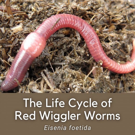 The Life Cycle and Stages of Red Wiggler Worms (Eisenia foetida)