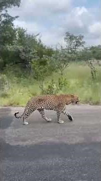 Deer Jumps into Water to Escape Wild Dogs – Shocking Survival! #shorts#youtubeshorts#wildlife