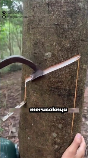 Why do rubber trees need to be tapped? #unique-facts #interesting-facts #nature