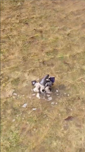 Bluey- Muffin Takes a Giant Jump Into Huge Puddle! 💦 #bluey #blueytoys #plushies