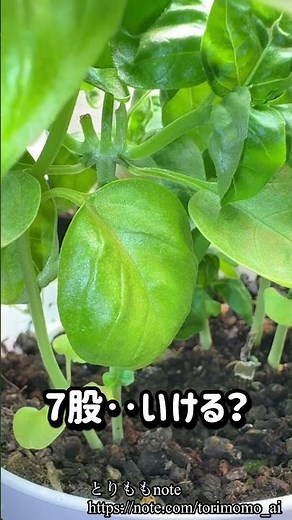 14week！バジルの摘芯？収穫？って2回目以降どこで切るのが正解なんだろうね【育ててる様子】