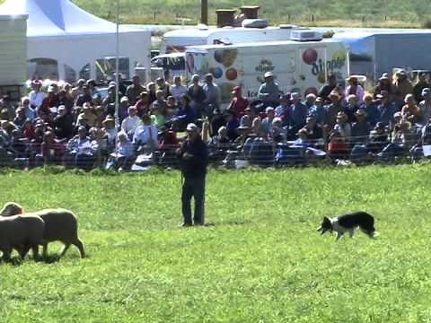 Meeker Classic Sheepdog Championship Trials