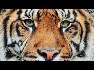 Inside the Jungle’s Greatest Secrets (4K Documentary)