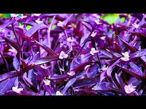 Purple Wandering Jew: How to Care for and Grow This Plant! (Tradescantia pallida purpurea)