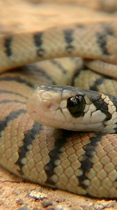 359K views · 3.6K reactions | Beautiful bouncing baby brown snake!...