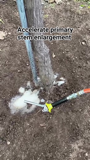 Techniques and quick ways to enlarge the primary stem of grape trees with liquid organic fertilizer #The fast way #Primary stem #grape vine | Believe Flower