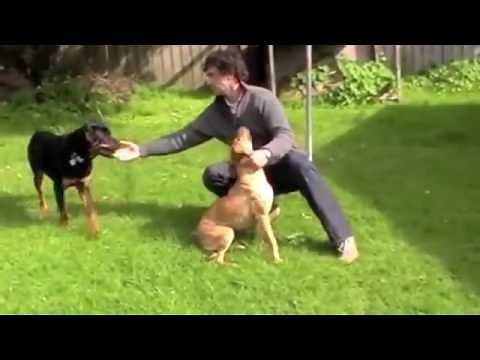 Dog Aggression Towards Other Dogs Put a Stop to Dominant Behavior & Dog Aggression NOW!