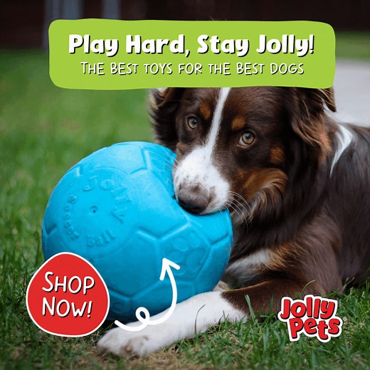 Strong. Fun. Enriching. That’s the Jolly Pets difference! 💪🐾 Designed for durability and interactive play, it’s more than just a toy—it’s a pet favorite! Discover why Jolly Pets brings joy to every wag and pounce. 💙 Shop Now! | Jolly Pets