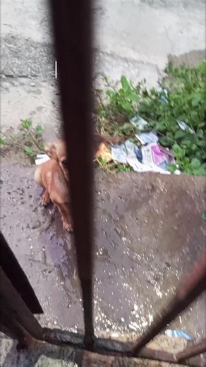 O Dia em Que Escolhi Minha Família e Um Cachorrinho