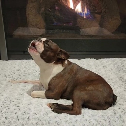 Funny Boston Terrier Serenades by the Fire