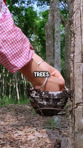 This Is How Rubber Is Harvested From Trees