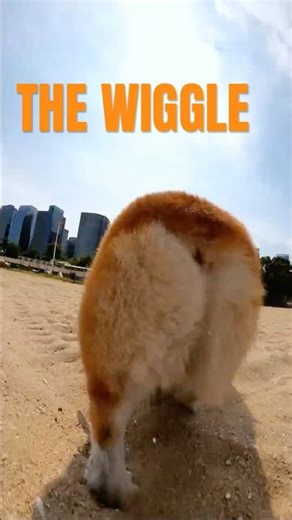 My Signature Beach Strut (The Secret to Happiness). #funnyanimals #corgi #cat #cute #pets #funny